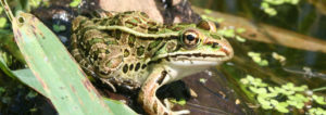 northern leopard frog, frog, frogs