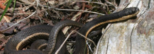 snake, snakes, endangered, at risk, queensnake