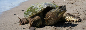 snapping turtle on a beach