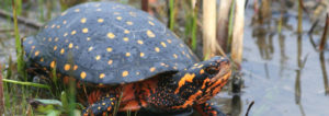 endangered, spotted turtle, turtles, at risk