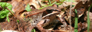 wood frog, frog, frogs