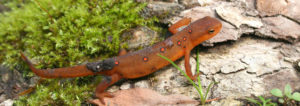 red-spotted newt, eastern newt, red eft, salamander, salamander, newt, newts