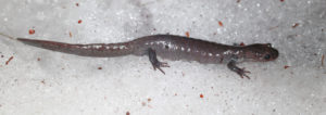 endangered, at risk, salamander, salamanders, Jefferson