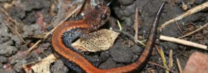 red-backed salamander, redback salamander, salamander, salamanders