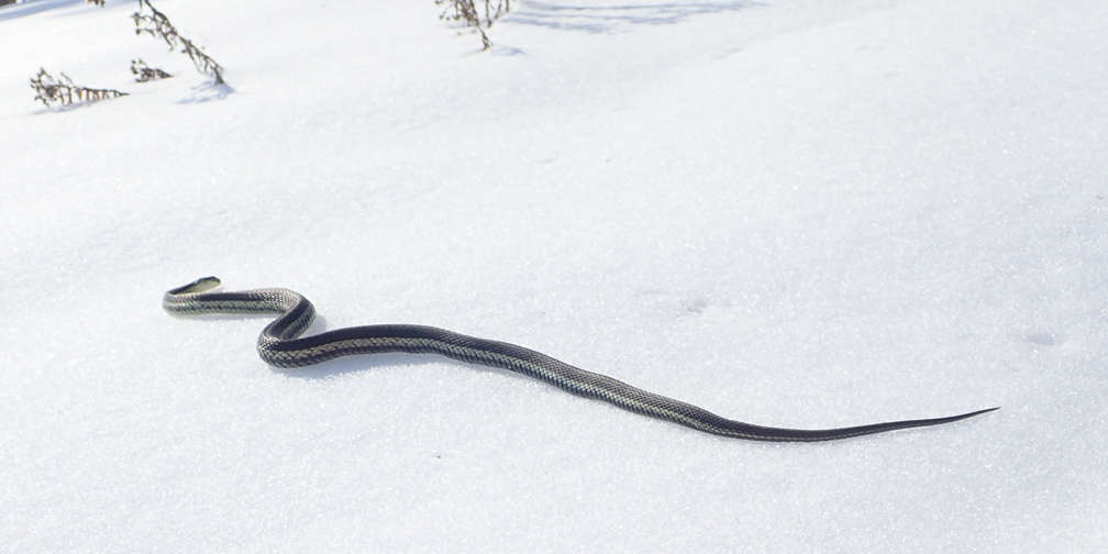 Where Do Reptiles Go When There is Snow? - Ontario Nature