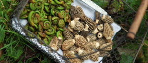 Morels, Fiddleheads, mushrooms, ferns, foraging, wild food, edible