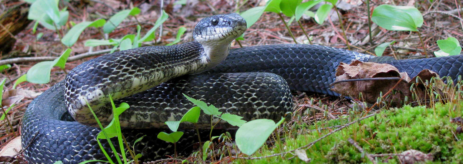 Gray Ratsnake, Reptiles & Amphibians in Ontario