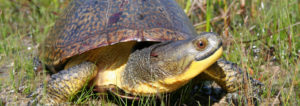 Blanding's turtle, threatened, at risk, turtle, turtles