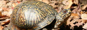 eastern box turtle, extirpated, turtles