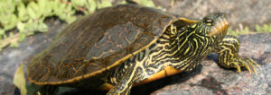 northern map turtle, turtle, special concern, at risk