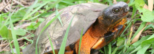 wood turtle, endangered, at risk