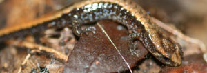 salamander, salamanders, endangered, at risk
