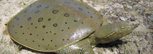 endangered, spiny softshell, turtle, turtles, at risk