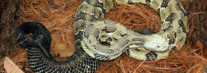 timber rattlesnake, extirpated, snake, snakes, rattlesnake