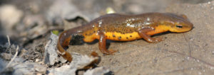 newt, central newt, newts, salamanders