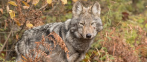 eastern wolf, Algonquin wolf, threatened, endangered, at-risk, wolves, mammals