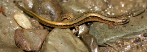 salamander, salamanders, northern two-lined salamander
