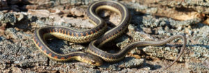 Red-sided Gartersnake, gartersnake, garter snake, snake, snakes