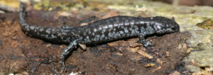 endangered, at risk, salamander, salamanders, small-mouthed salamander