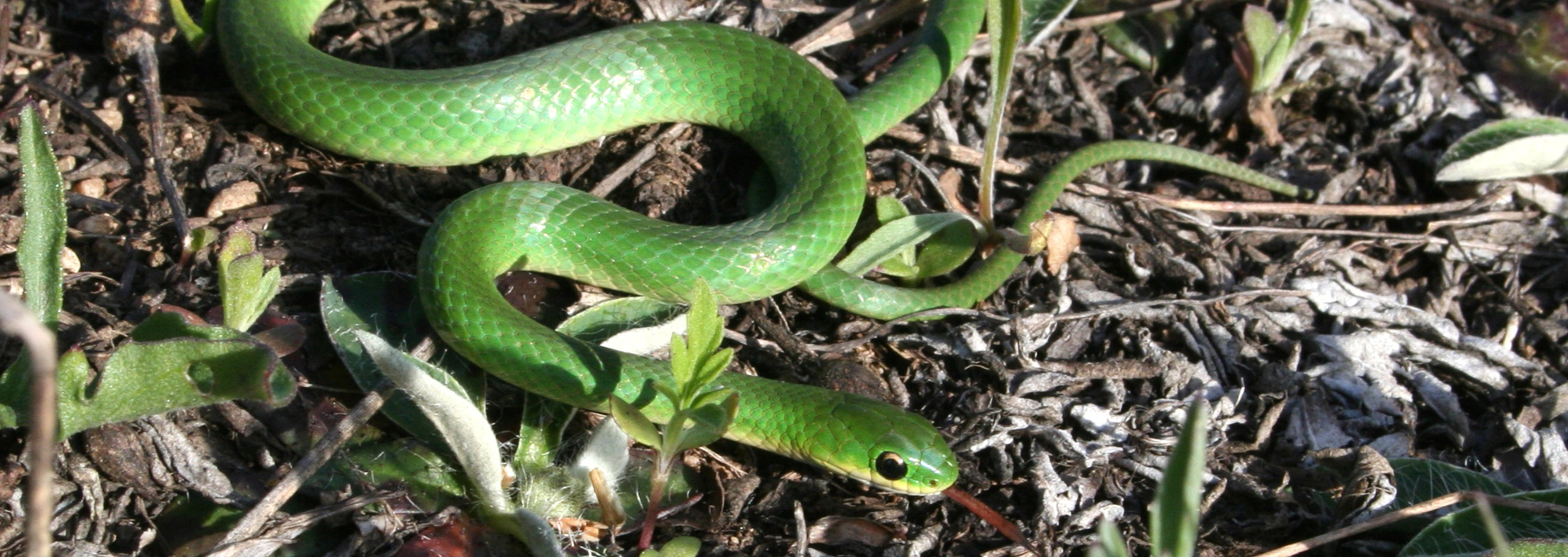 Smooth Greensnake, Reptiles & Amphibians in Ontario