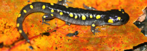 salamander, salamanders, spotted salamander