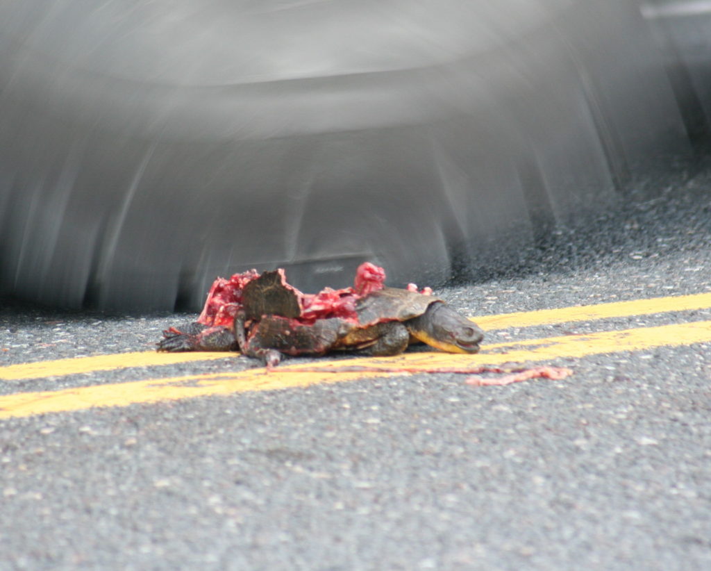 Blanding's turtle dead on the road, roadkill