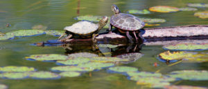 Northern map and midland painted juvenile turtles