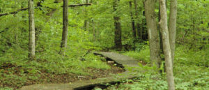 Lawson Nature Reserve boardwalk