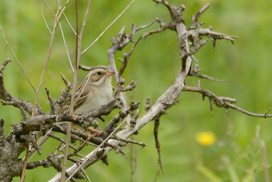 Clay-coloured sparrow, Cawthra Mulock Nature Reserve