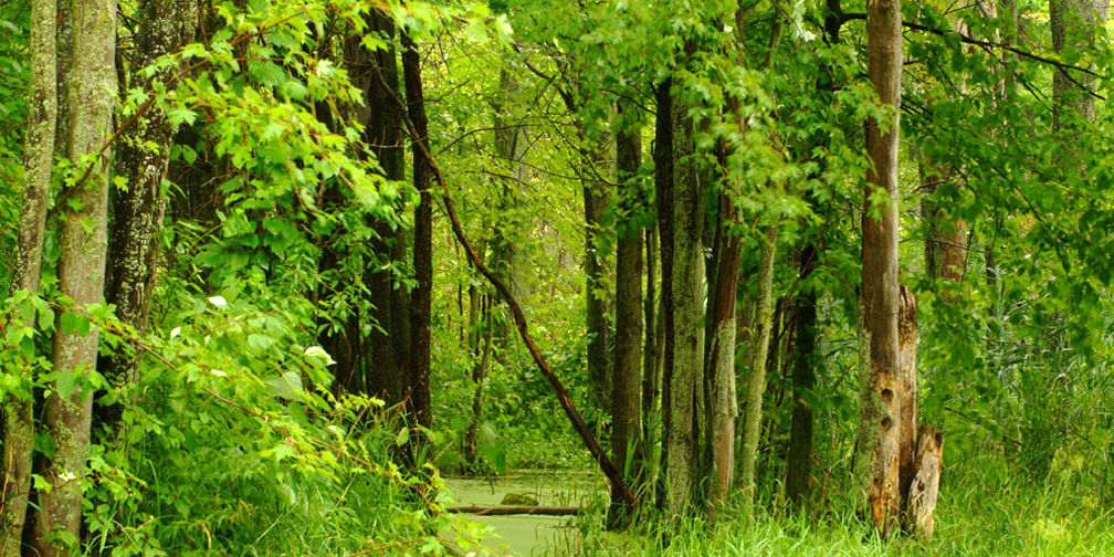 Forest and wetlands, Greenbelt