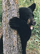 Black Bear in tree