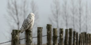 Snowy owl, fence post