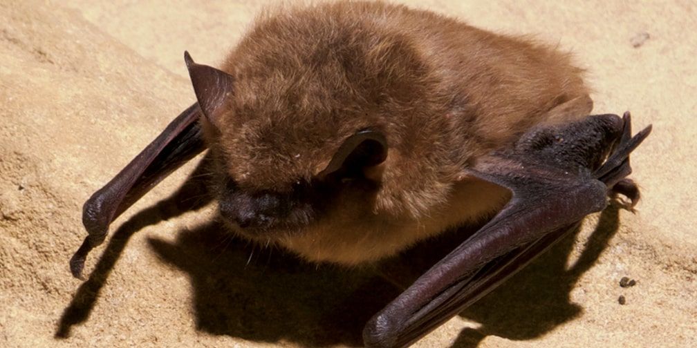 Big brown bat