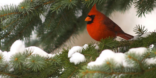 Cardinal male in winter on evergreen