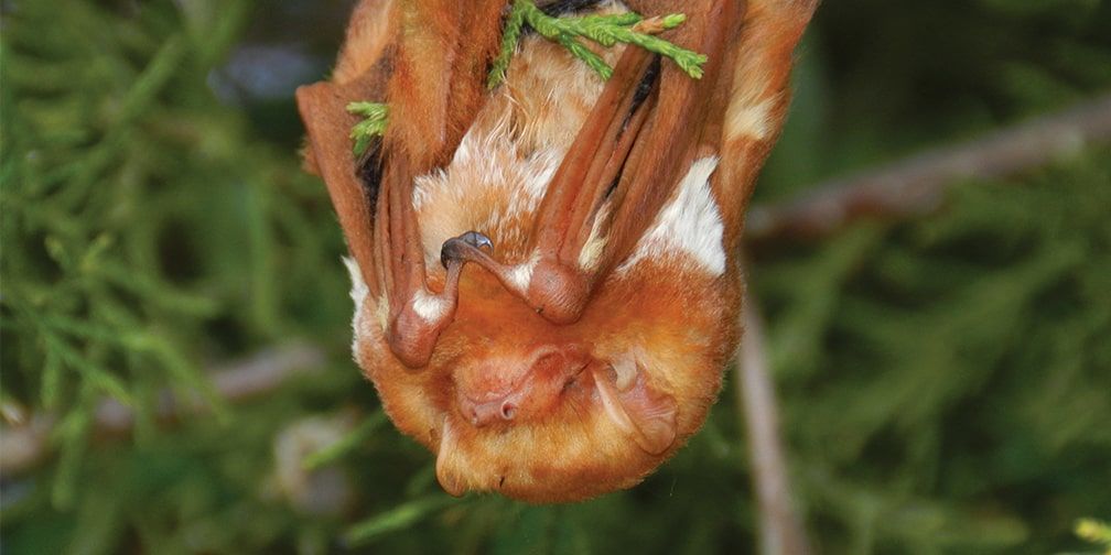 Ontario Bat Guide Learn About Local Species Ontario Nature