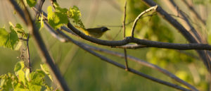 Common yellowthroat warbler, Prince Edward County