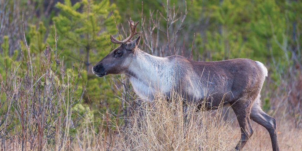 Woodland caribou, Boreal Caribou