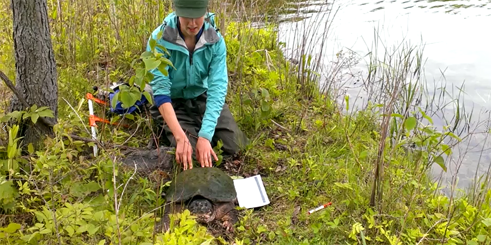 Processing a large snapping turtle for scientific measurements