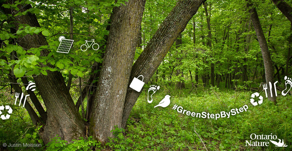 #GreenStepByStep: reduce, reuse, recycle… refuse? - Ontario Nature