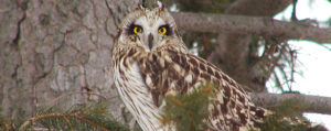 Short-eared owl, species at risk
