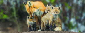 red fox and kits