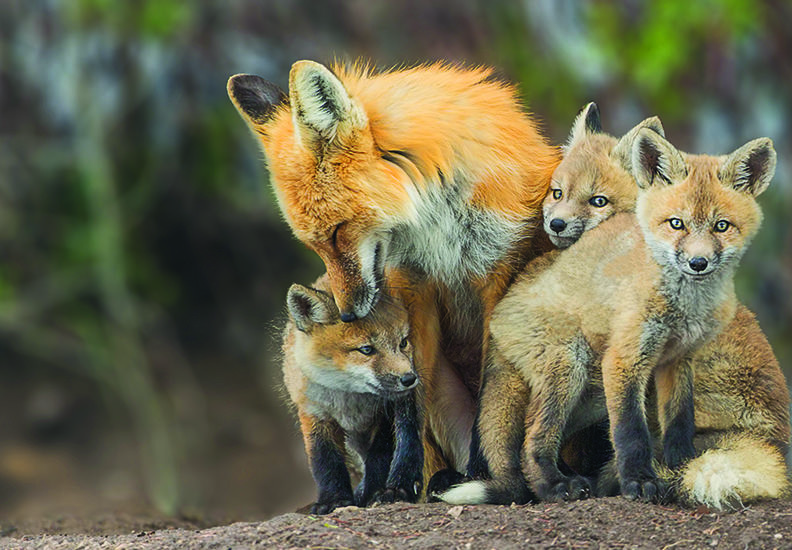 Red fox and kits