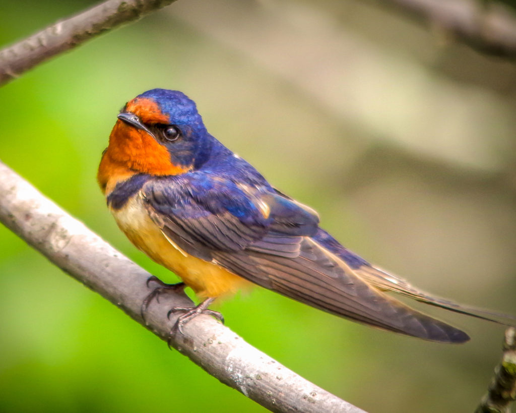 Barn swallow, threatened species