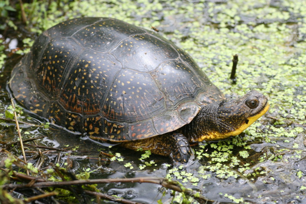 Blanding's turtle, threatened species