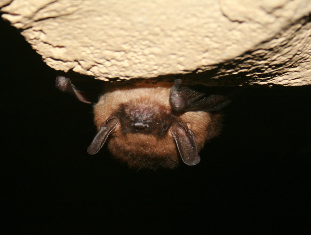 Little brown myotis bat, endangered species