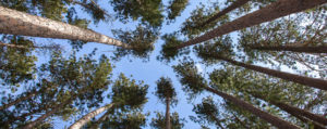 Red pine canopy, blue sky day, Lake Nipigon Provincial Park