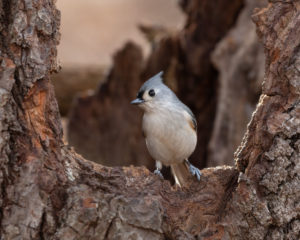 Tufted Titmouse perched in tree