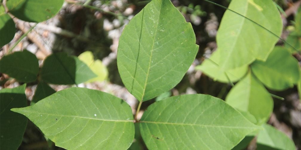 Poison Ivy - Identification, Treatmeant, Prevention - Ontario Nature