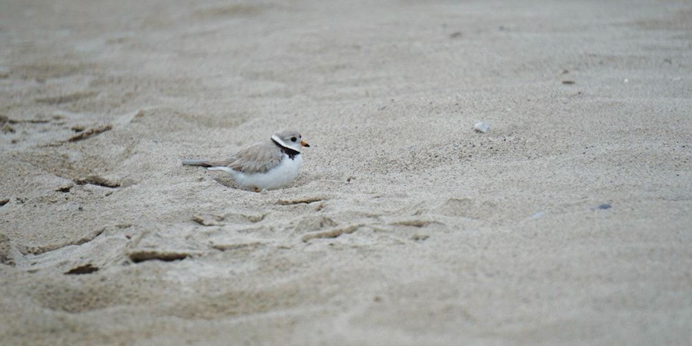 Piping plover on beach