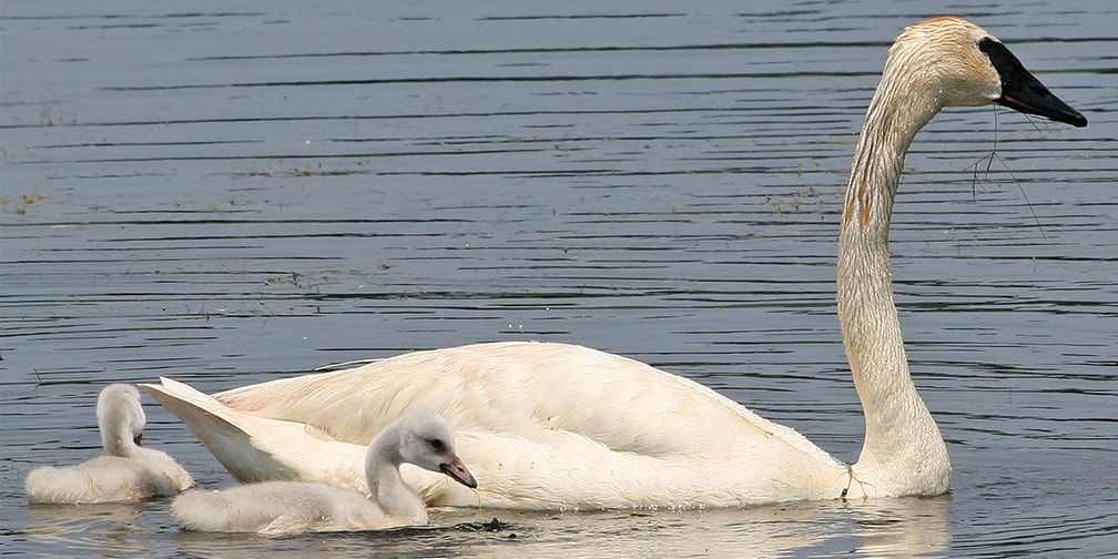 Trumpeter swan and sygnets